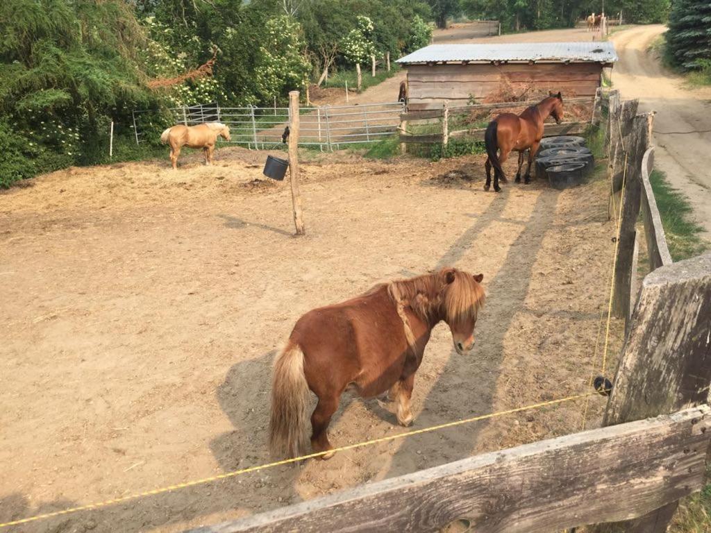 Grosse Wohnung / Haushaelfte In Peetzig Am See Angermunde Exteriér fotografie